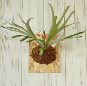 I24 P.alcicorne madagascararusiko Rene madaga Skull staghorn fern {eba plants}