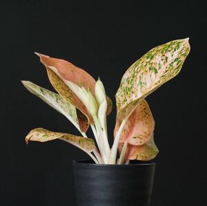 【eba plants】1 Aglaonema Stardustorange アグラオネマ　スターダストオレンジ　“斑入り植物” 4号鉢