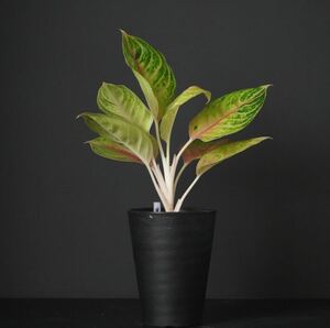 【eba plants】6/2 Aglaonema Jackpot アグラオネマ　ジャックポット　“斑入り植物” 4号鉢