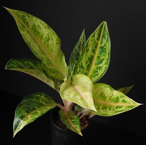 【eba plants】6/2 Aglaonema Aladin アグラオネマ　アラジン　“斑入り植物” 4号鉢