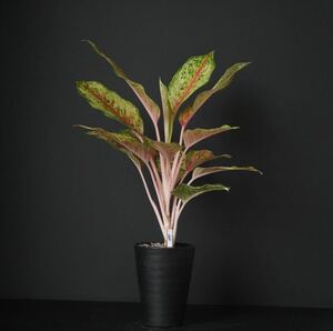 【eba plants】6/2 Aglaonema 10karat アグラオネマ　10カラット　“斑入り植物” 4号鉢