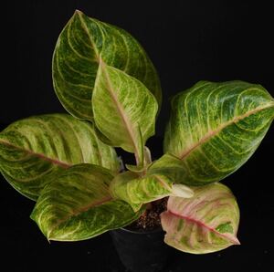 【eba plants】6/2 Aglaonema Susan アグラオネマ　スーザン　“斑入り植物” 4号鉢