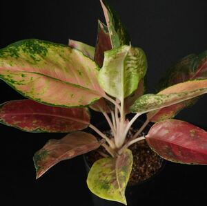 【eba plants】6/2 Aglaonema Super Red heng アグラオネマ　スーパーレッドハング　“斑入り植物” 4号鉢