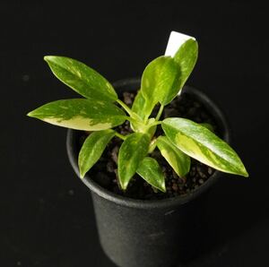 【eba plants】Phirodendron Ring of fire フィロデンドロン　リングオブファイア