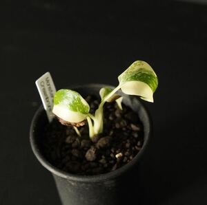 【eba plants】Monstera Dericiosa Creambrure モンステラ　デリシオーサ　クリームブリュレ