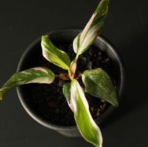 【eba plants】Phirodendron pinkprincess marble フィロデンドロン　ピンクプリンセスマーブル