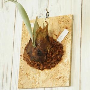 I31 Akkia key staghorn fern {eba plants}