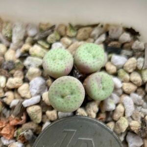 多肉植物 Conophytum stevens jonesianu