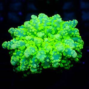 ■タコアシサンゴ■ ≪KOARA≫【Euphyllia yaeyamaensis】＃サンゴ＃アクアリウムの画像2