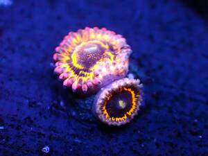 ■ストラトスフィア■ ≪KOARA≫【Zoanthids】＃マメスナギンチャク＃サンゴ＃アクアリウム