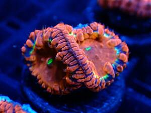 直輸入！レアカラー！◆オオタバサンゴ◆【Lobophyllia rowleyensis】＃ハードコーラル ＃サンゴ ≪KOARA≫