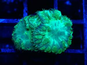 直輸入！美個体！◆オオタバサンゴ◆【Lobophyllia rowleyensis】＃ハードコーラル ＃サンゴ ≪KOARA≫