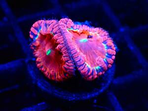 直輸入！ 彩色！◆オオタバサンゴ◆【Lobophyllia rowleyensis】＃ハードコーラル ＃サンゴ ≪KOARA≫