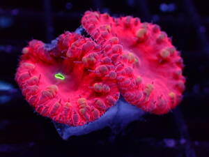 直輸入！肉厚！◆オオタバサンゴ◆【Lobophyllia rowleyensis】＃ハードコーラル ＃サンゴ ≪KOARA≫