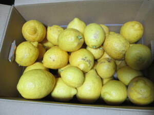 < less pesticide > Wakayama production lemon approximately 4 kilo 