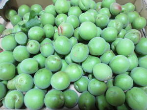 <5 month 30 day ..> less pesticide blue plum large middle bead approximately 1 kilo 