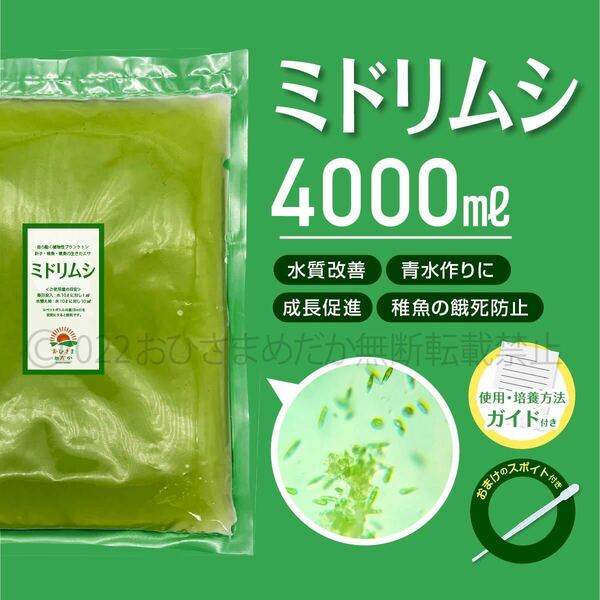 【ミドリムシ　種水　4000ml】めだか　メダカ　針子　エサ 稚魚 ベタ　psb　 金魚　ミジンコ　クロレラ　針子メダカ卵青水 に スポイトあり