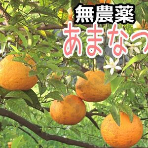 （傷・ヤケ）もぎたて無農薬あまなつ 10kg 自然農 無肥料 無農薬 甘夏 アマナツ .