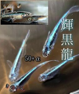 【輝黒龍メダカの卵】50個+α