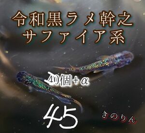 本日増量【令和黒ラメ幹之サファイア系メダカの卵】45個+α