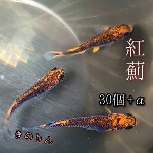 【紅薊メダカの卵】30個+α