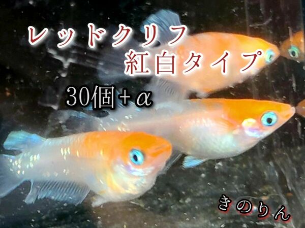 【レッドクリフ紅白タイプメダカの卵】30個+α