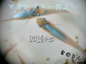 【マリンブルーメダカの卵】50個+α