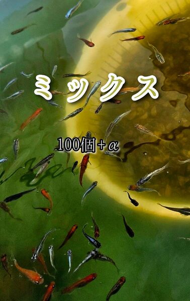 【ミックスメダカの卵】100個+α