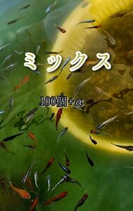 【ミックスメダカの卵】100個+α