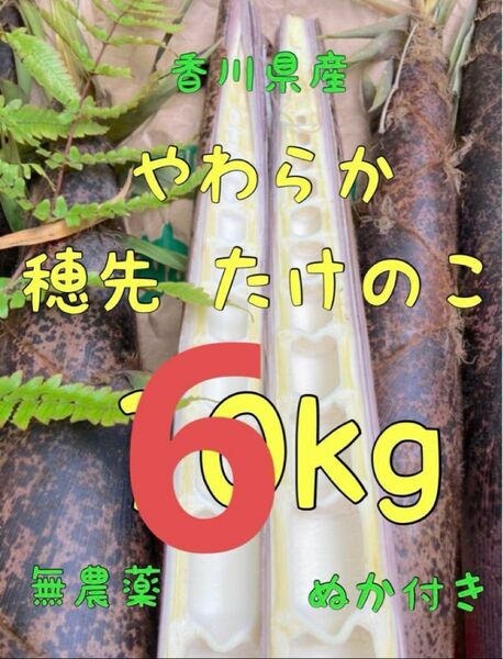 約6kg 穂先たけのこ ぬか付き 筍 タケノコ 無農薬 新鮮野菜 即発送 旬 