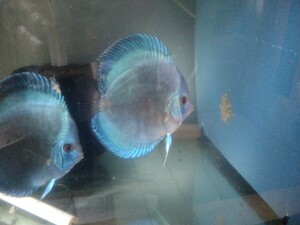  own breeding discus, blue diamond approximately 13CM from 15 CM pair.