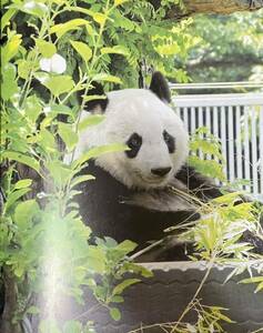タンタン 書籍 切り抜き 王子動物園 パンダ