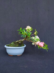 [ бонсай. chikala] Rhododendron indicum, шелк. Mai Kanto из запад. стоимость доставки 1000 иен высота дерева 9 см корень израсходованный . форма 