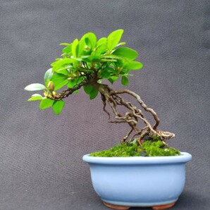 【盆栽のチカラ】皐月、紅梅 関東から西は送料1000円 樹高13センチ 芸術的根芸の根上がり樹形の画像5