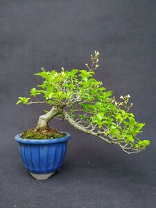 [ bonsai. chikala] smell maple Kanto from west is postage 1300 jpy height of tree top and bottom 18 centimeter ... shape 