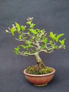 [ bonsai. chikala] smell maple Kanto from west is postage 1300 jpy height of tree 18 centimeter decoration .. make . shape 