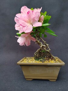 【盆栽のチカラ】皐月、舞舟　関東から西は送料1000円　樹高15センチ　理想的な花芸の根上がり樹形