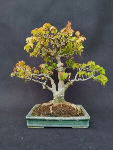 [ bonsai. chikala] maple Kanto from west is postage 1300 jpy height of tree 20 centimeter exhibition . exhibition .