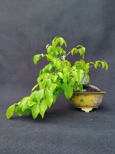 [ bonsai. chikala].... Kanto from west is postage 1300 jpy height of tree 20 centimeter decoration .. make . shape 
