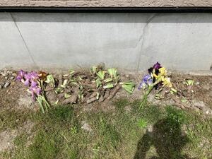 [ бесплатная доставка ] german Iris луковица число вид 80 размер много [1 иен старт ]