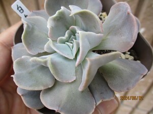 白鳥 抜き苗 エケベリア 多肉植物 観葉植物 