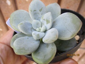 オパリナ カット苗 発根済み エケベリア 多肉植物 観葉植物 