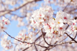 １円画像　相互評価　桜