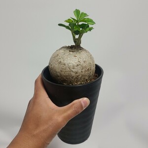[1 jpy start ]ya Toro fa*kataru TIKKA *...~. root plant ko- Dex cactus succulent plant 