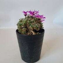 【１円スタート】　トリコディアデマ・デンサム　“紫晃星”　塊根植物　コーデックス サボテン　多肉植物_画像5