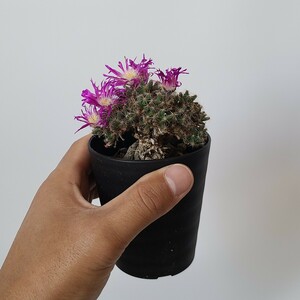 【１円スタート】　トリコディアデマ・デンサム　“紫晃星”　塊根植物　コーデックス サボテン　多肉植物