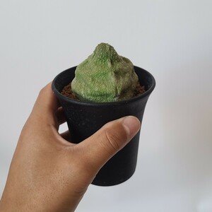 【１円スタート】　プセウドリトス・クビフォルミス ／ガガイモ　塊根植物　コーデックス サボテン　多肉植物