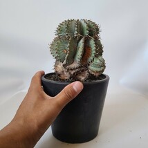 【１円スタート】　木質化　ユーフォルビア・ホリダ　塊根植物　コーデックス サボテン　多肉植物_画像1