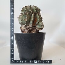 【１円スタート】　木質化　ユーフォルビア・ホリダ　塊根植物　コーデックス サボテン　多肉植物_画像7