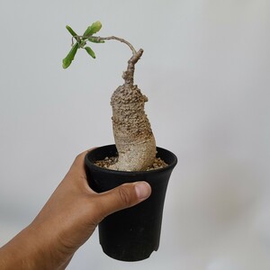 【１円スタート】　フォッケア・エデュリス　“火星人”　塊根植物　コーデックス サボテン　多肉植物